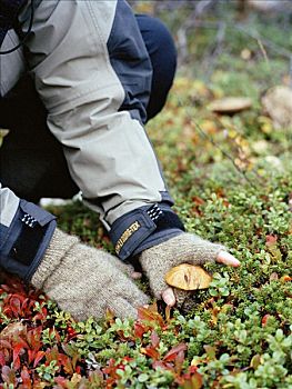 采蘑菇,树林,瑞典