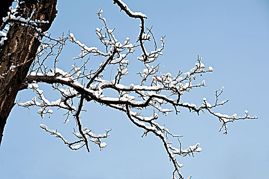 雪挂枝头