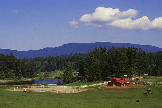 美国,华盛顿,圣胡安,岛屿,风景,农场