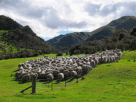 家羊,绵羊,牧群,奥塔哥,南岛,新西兰