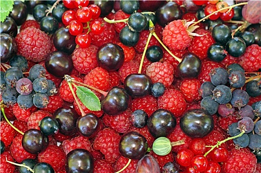种类,浆果,树莓,黑色,红醋栗,萨斯卡通,樱桃,醋栗,背景