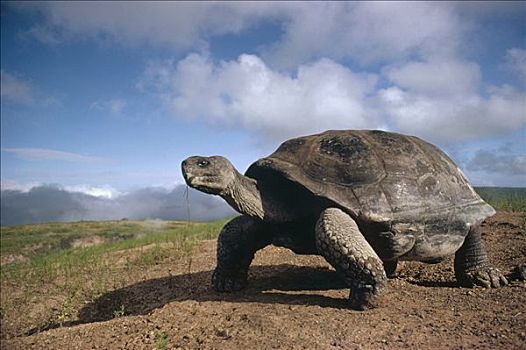 加拉帕戈斯巨龟,加拉帕戈斯象龟,火山口,边缘,阿尔斯多火山,伊莎贝拉岛,加拉帕戈斯群岛,厄瓜多尔