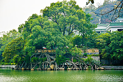 桂林桂湖大榕树
