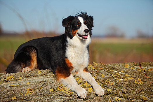 澳洲牧羊犬,母狗,卧