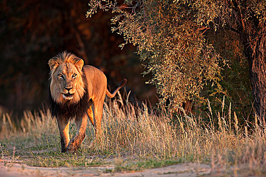非洲狮,狮子,卡拉哈里沙漠,南非