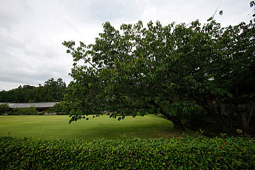 日本,奈良,东大寺