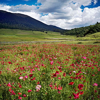 西藏鲁朗鲜花盛开的高山草原
