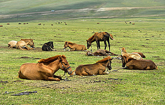 小马,卧,捆绑,草原,等待,哺育,靠近,蒙古,亚洲