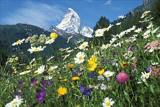 马塔角,花,草地,瓦莱,瑞士