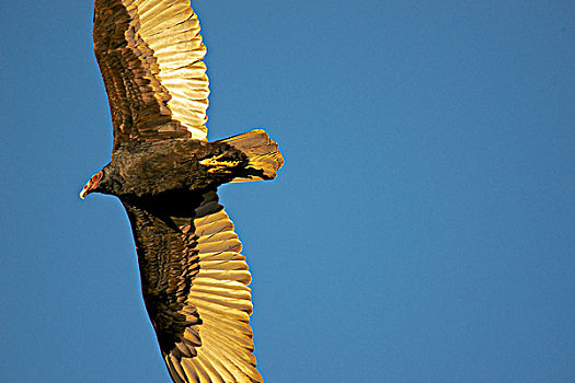 美洲鹫,亚利桑那,天空,大幅,尺寸