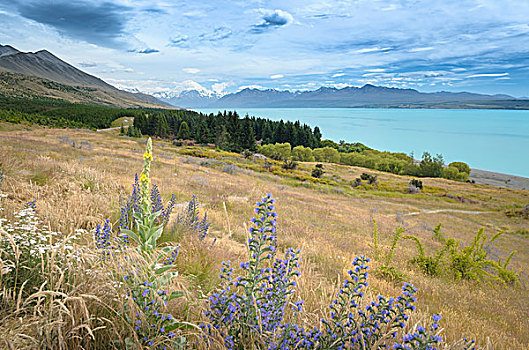 普卡基湖,库克山国家公园,普卡基,坎特伯雷地区,新西兰,大洋洲