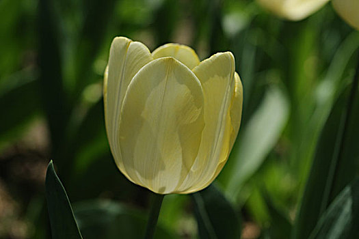 2017年5月13日北京西城区中山公园郁金香花卉