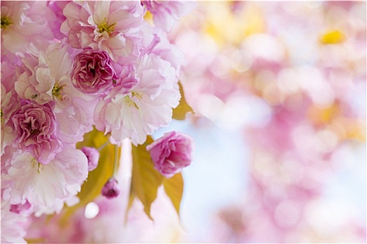 粉色,樱花,春天,果园
