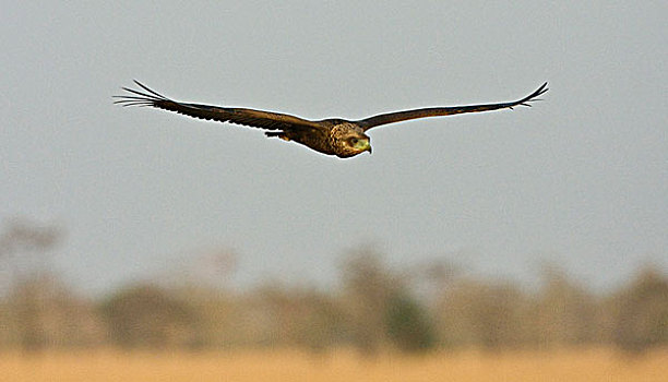 非洲,坦桑尼亚,不成熟,鹰,飞,塞伦盖蒂国家公园