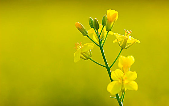 油菜,花,芸苔