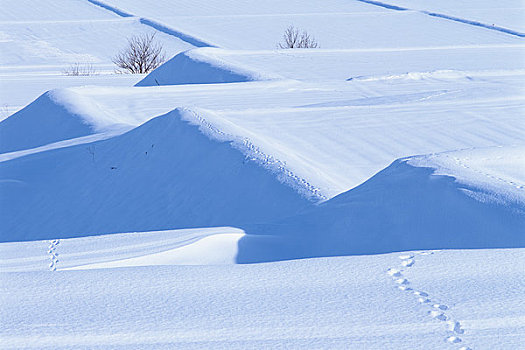 雪