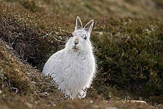 山,野兔,成年,白色,冬天,外套,警惕