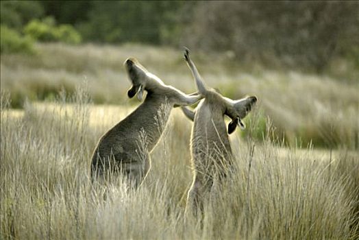 大灰袋鼠,灰袋鼠,成年,争斗,澳大利亚