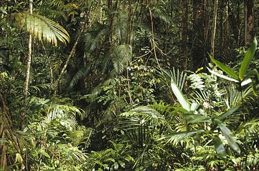 雨林,室内,手掌,伊里安查亚省,新几内亚,印度尼西亚