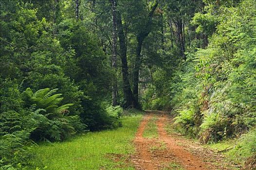 道路,树林,亚拉山国家公园,维多利亚,澳大利亚