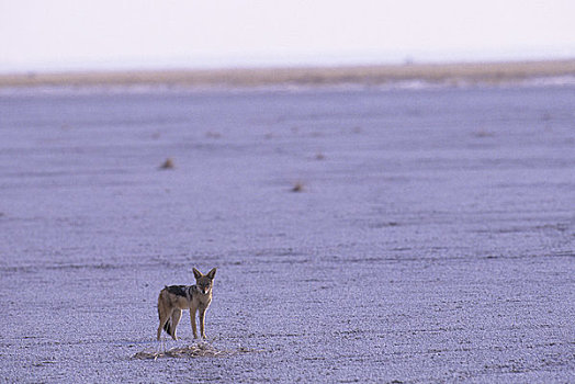 非洲,纳米比亚,埃托沙国家公园,黑背狐狼