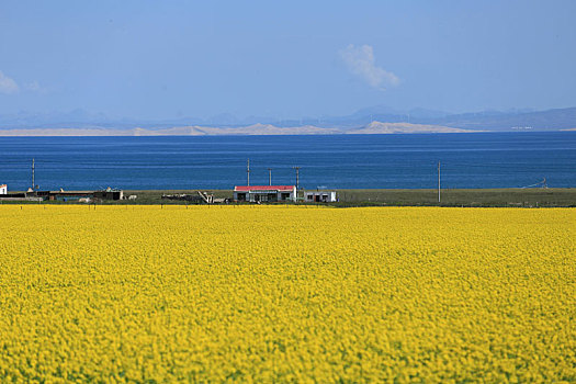 青海湖岸油菜花