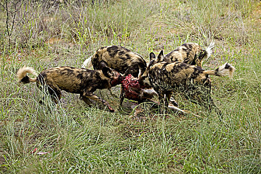 非洲野狗,非洲野犬属,群,杀,捻角羚,纳米比亚