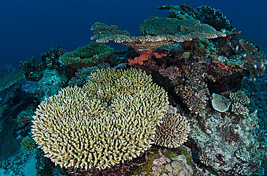 珊瑚礁,不同,彩虹,礁石,斐济