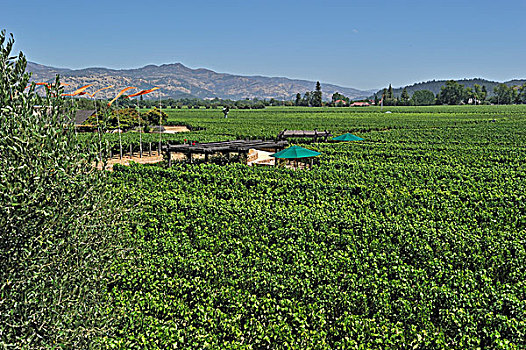 葡萄园,葡萄酒厂,那帕山谷,加利福尼亚,美国