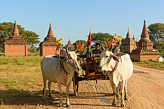 蒲甘,装饰,活动,婚姻,驾驶员,佛塔,曼德勒,区域,缅甸