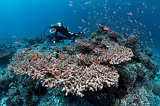 潜水,珊瑚礁,看,桌面珊瑚,珊瑚,石头,多样,鱼,环礁,印度洋,马尔代夫,亚洲