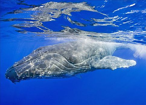 夏威夷,毛伊岛,特写,驼背鲸,靠近,海洋,表面
