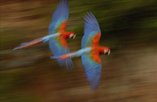 红绿金刚鹦鹉,绿翅金刚鹦鹉,一对,飞,栖息地,南马托格罗索州,巴西,南美