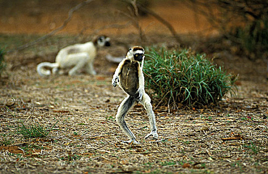 马达加斯加狐猴,维氏冕狐猴,成年,蹦跳,打开,翻开,盛开,张嘴,地面,贝伦提保护区,马达加斯加