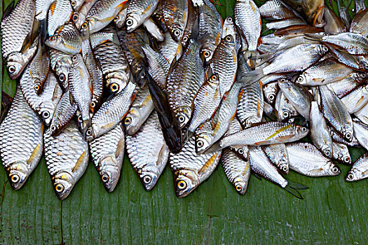 鱼,货摊,市场,琅勃拉邦,老挝