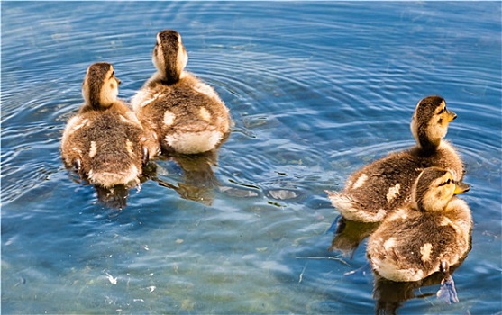 四个,可爱,小鸭子,游泳