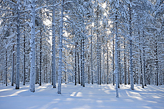 积雪,树林,冬天,库萨莫,芬兰