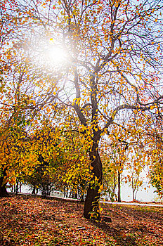 深秋时明亮环境中的一棵树木