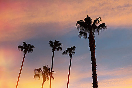 剪影,棕榈树,日落,棕榈泉,加利福尼亚,美国