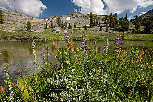 混合,野花,湿地,兰花,羽扇豆,上油漆,旁侧,高山,湖,内华达山脉,加利福尼亚,美国