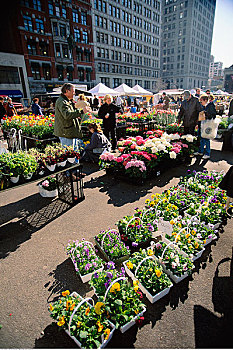 植物,出售,街道,联合广场,纽约,美国
