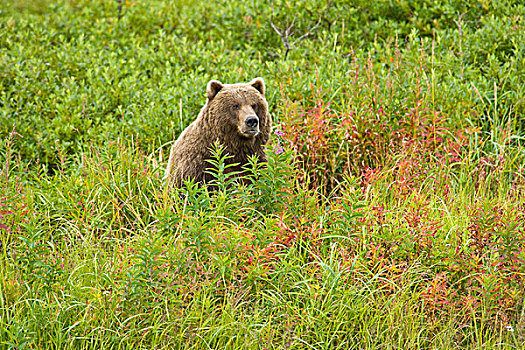 阿拉斯加,卡特迈国家公园,沿岸,棕熊,杂草