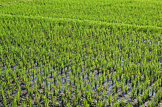 小,绿色,稻米,植物,浅,稻田,泥,墙壁,朴素,乡村