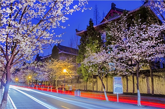 南京鸡鸣寺樱花夜景图片