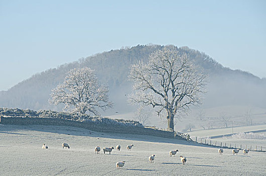 牧群,绵羊,霜,地点,湖区,英国