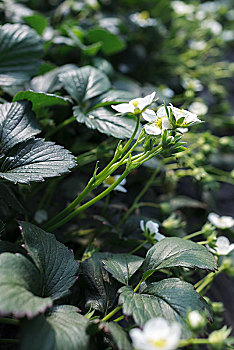 草莓,种植