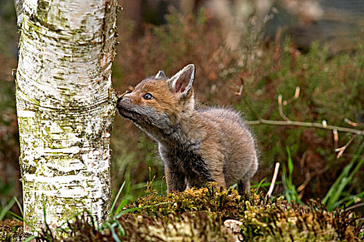 红狐,狐属,幼兽,嗅,树干,诺曼底
