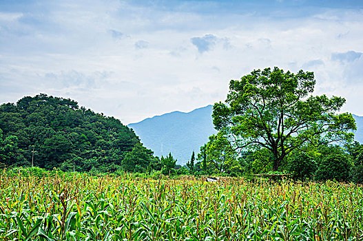 田园风光