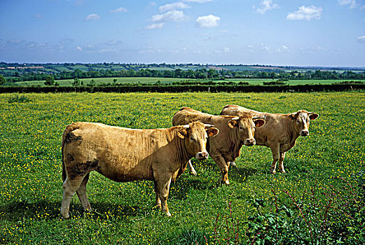 牛,站立,草地