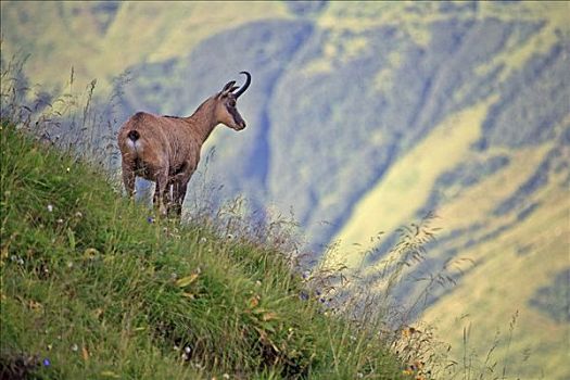 岩羚羊,臆羚,阿尔卑斯草甸
